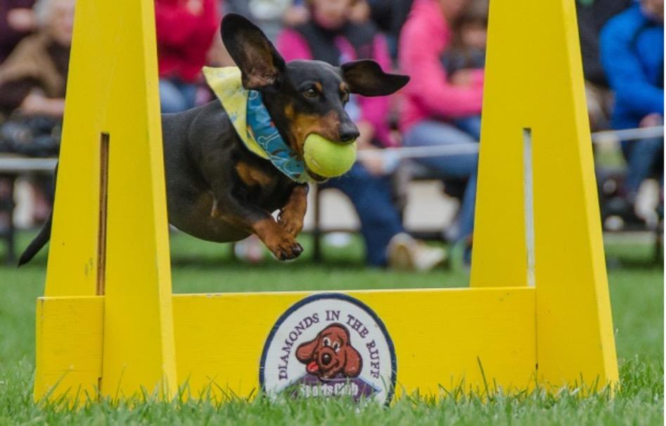 Diamonds In The Ruff – Agility Club for Dogs